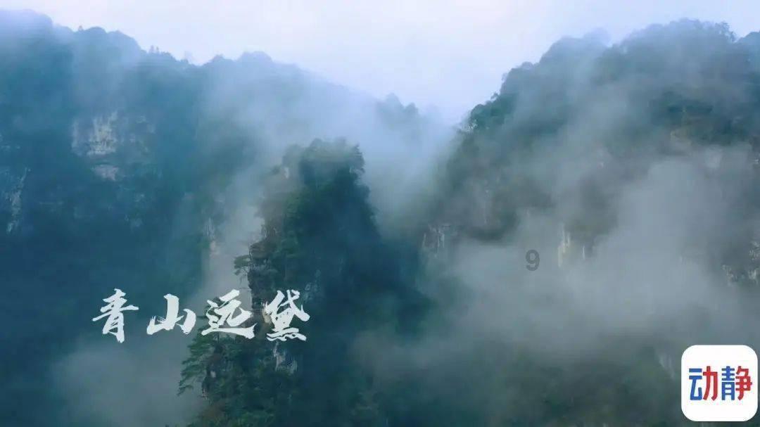 大理一公园养猫替小熊猫“顶岗”？园方澄清：正主藏树上了，猫负责抓老鼠